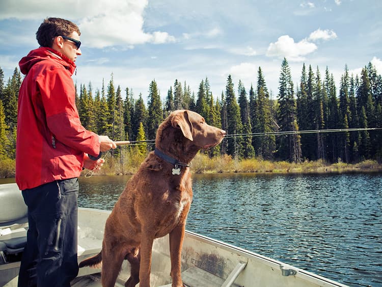 Dogs Are Contracting an Illness From California Lakes and Rivers