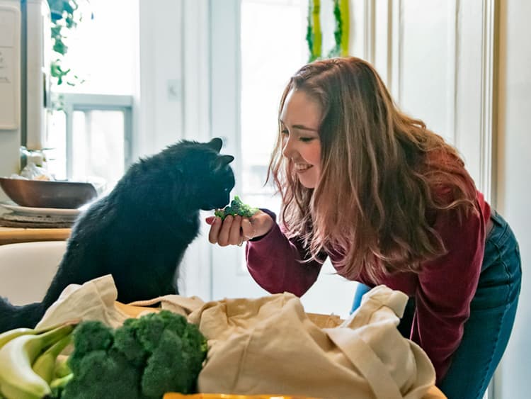 Can Cats Eat Broccoli?