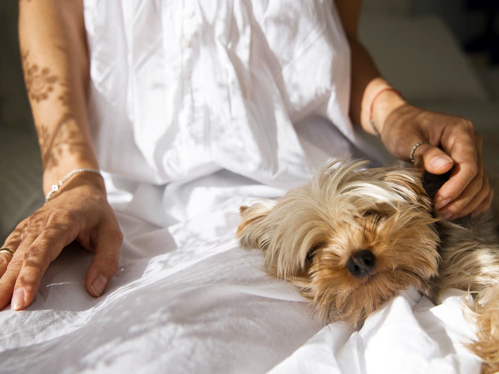 How Dog-Appeasing Pheromones Can Help Dogs Relax
