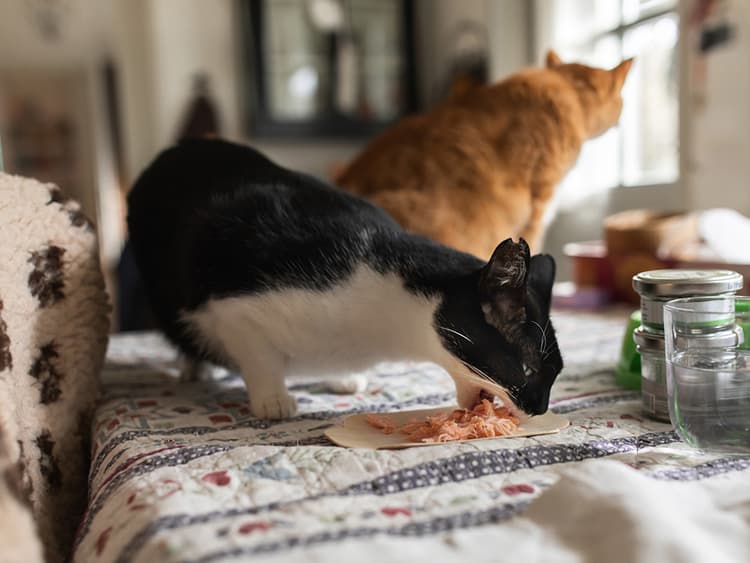Could Fish Reduce Your Pet’s Carbon Footprint? It’s Complicated