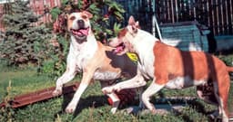 Should You Get a Second Dog?