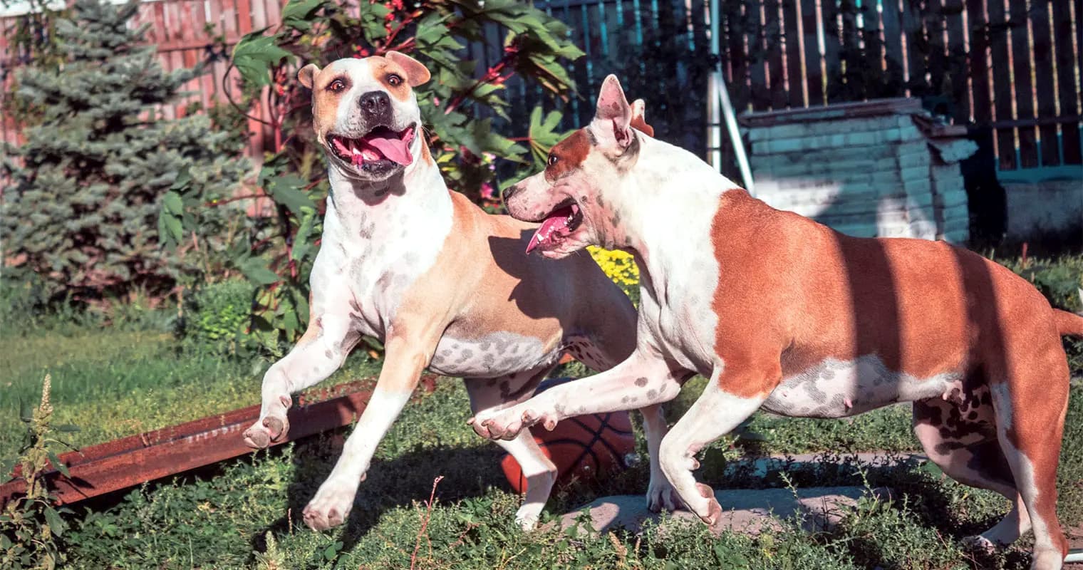 Should You Get a Second Dog?
