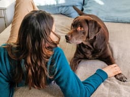 Dogs Understand Us Better When We Speak Slowly, Study Finds