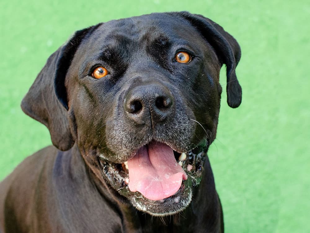 Mastiff mix