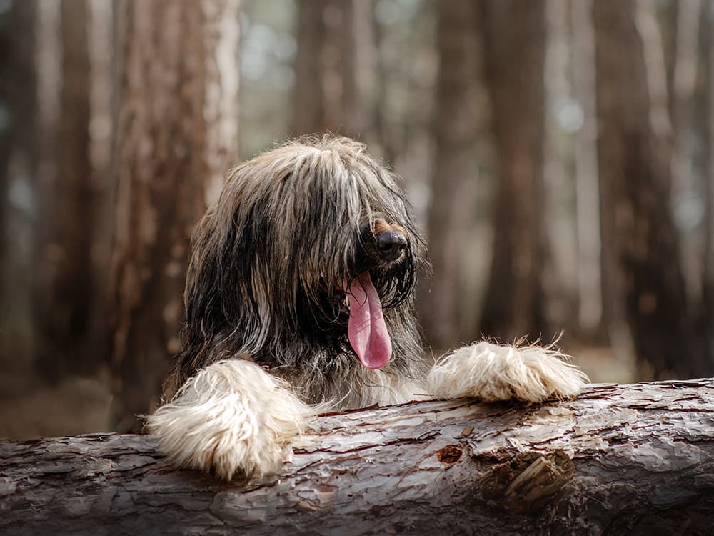 Yep — Chewbacca is Based on a Dog