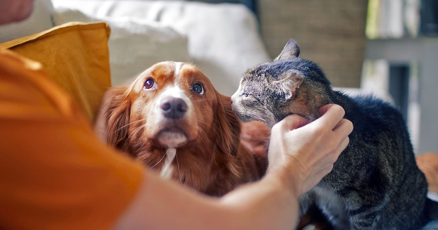 Why is My Dog Scared of My Cat?
