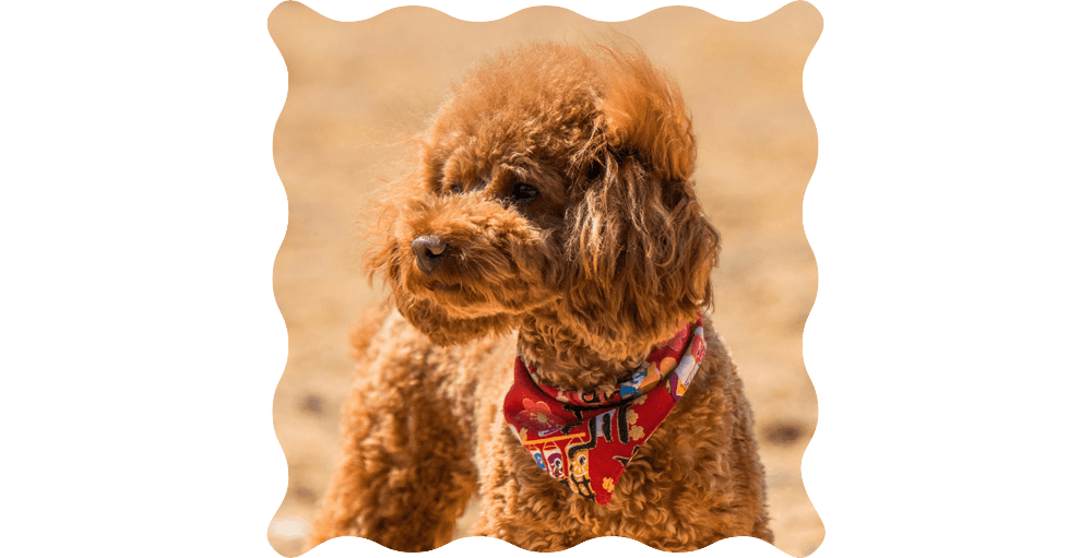 brown toy poodle dog