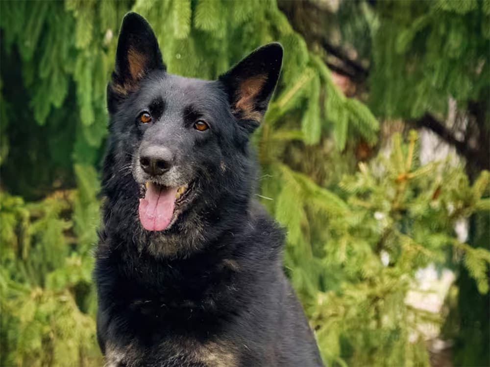 adoptable black shepherd dog
