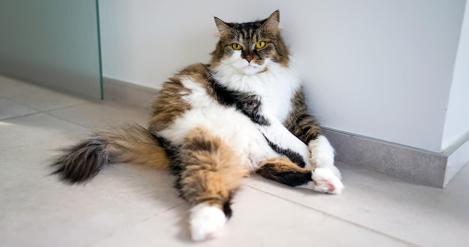 Is My Cat’s Weight Normal? Cat and Kitten Weight Chart