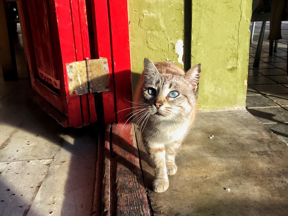 How TNR Is Helping Outdoor Cats