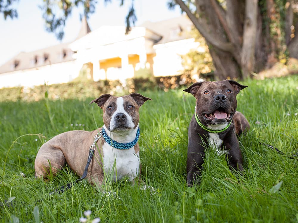 Bully Breeds 101: Your List of Bully Breeds and Pitties