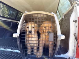 Nearly 30 Golden Retrievers Were Rescued From Inhumane Conditions in Rhode Island