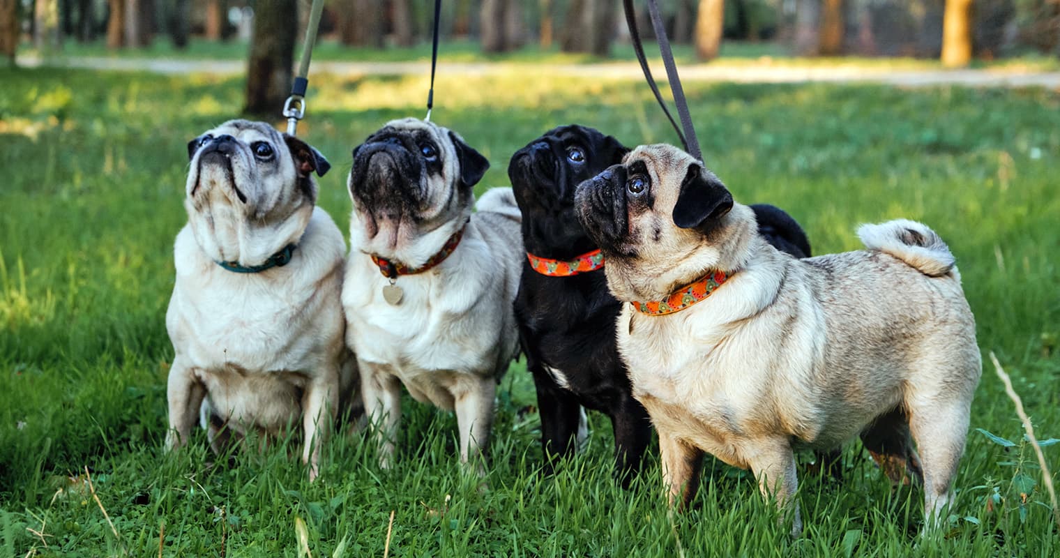 11 Dogs Like Pugs: Small, Loving Breeds to Adopt