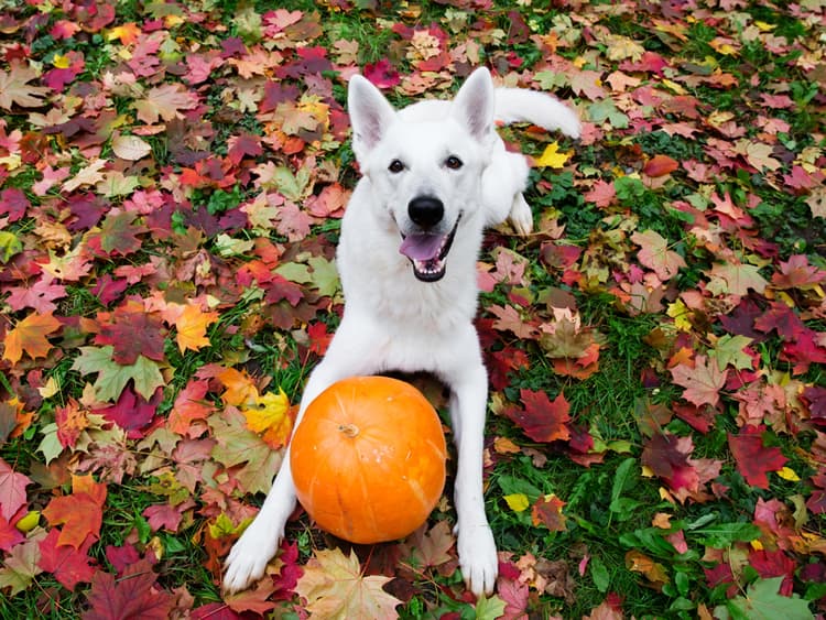 4 Ways to Make Sure Your Dog Doesn’t Get Spooked This Halloween