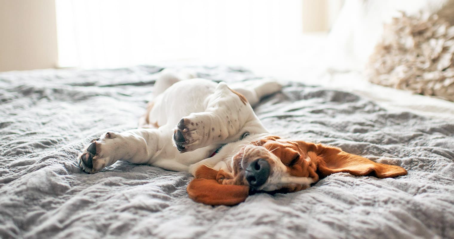 The Laziest, Most Laid-Back Dog Breeds