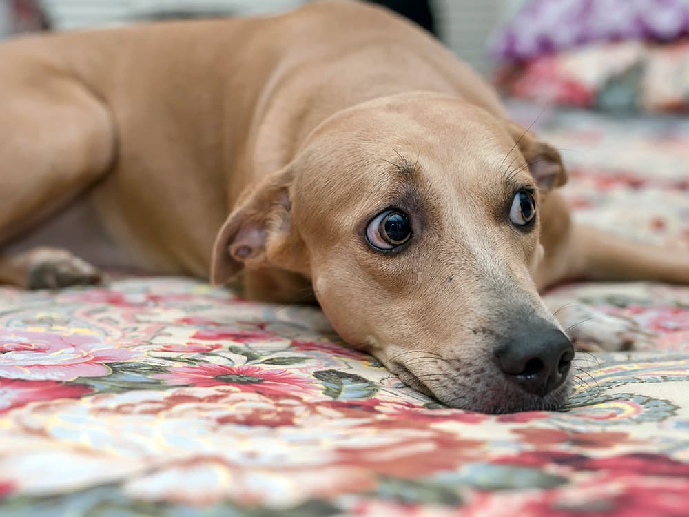 Why Your Dog Seems to Remember Every Little Thing That’s Scared Them