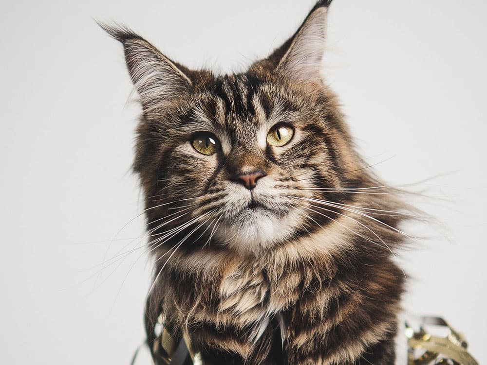 Maine Coon cat