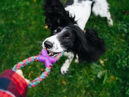 The Do’s and Don’ts of Playing with Your Dog