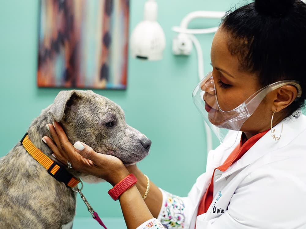 Dr. Joya Griffin Is Poppin’ Puppy Pimples on TV