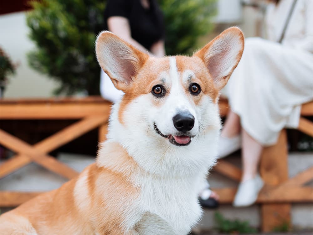 Cardigan Welsh Corgi