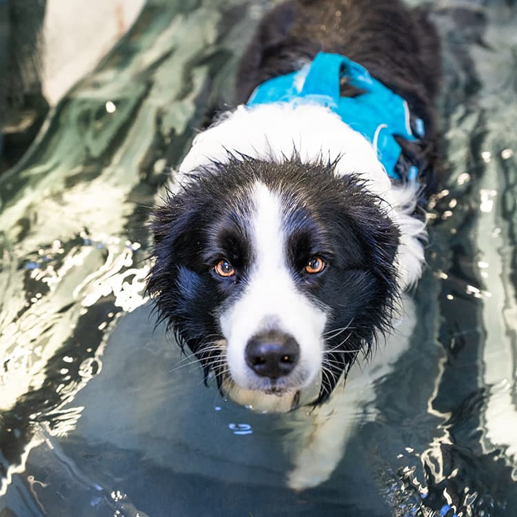 Does Your Dog Need Physical Therapy?