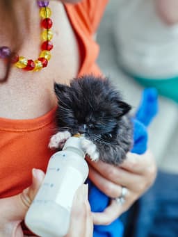 How to Bottle-Feed a Kitten
