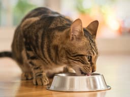 Top 10 Foods That Are Toxic to Cats