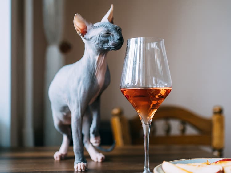 How is Cat Wine Still a Thing?