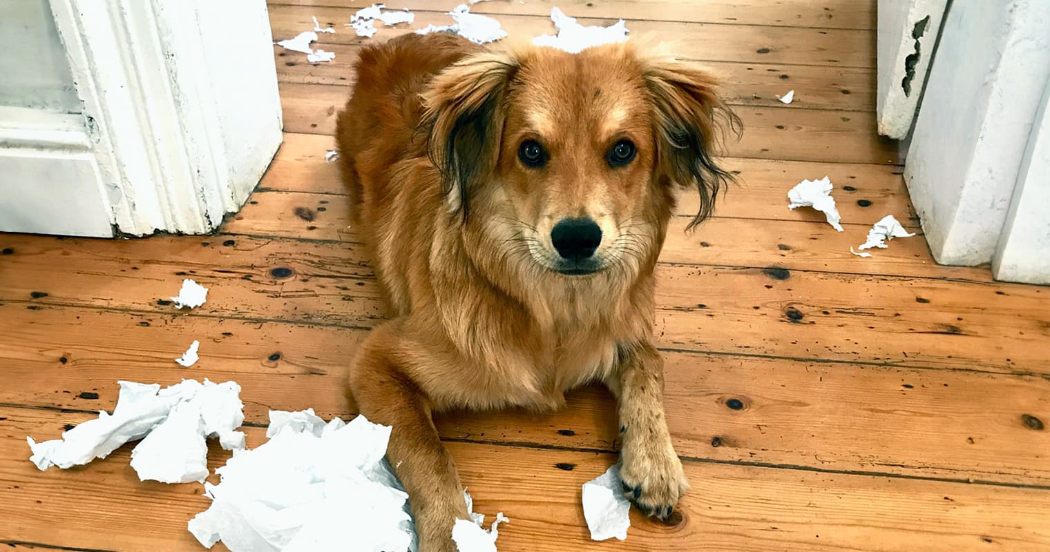 How Do I Stop My Dog from Shredding?