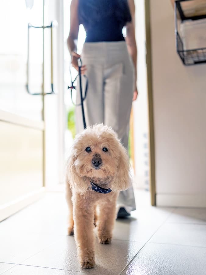Does Your Dog Want Their Collar Taken off When They Get Home?