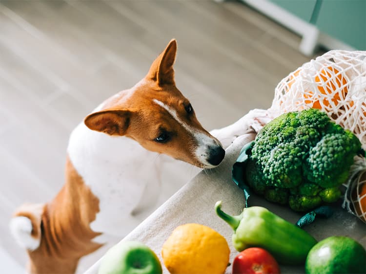 Can Dogs Eat Broccoli?