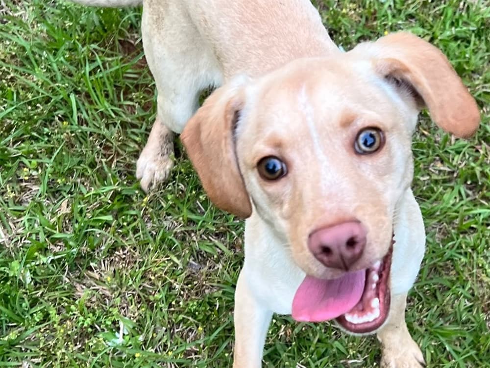 rat terrier / beagle mix
