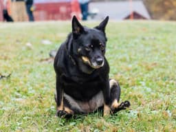 Home Remedies For Dog Scooting