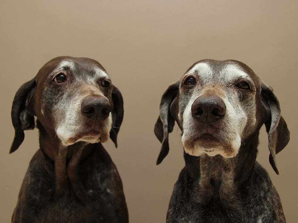 What Is “Old Dog” Vestibular Disease, and How Is It Treated?