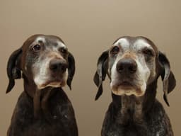 What Is “Old Dog” Vestibular Disease, and How Is It Treated?