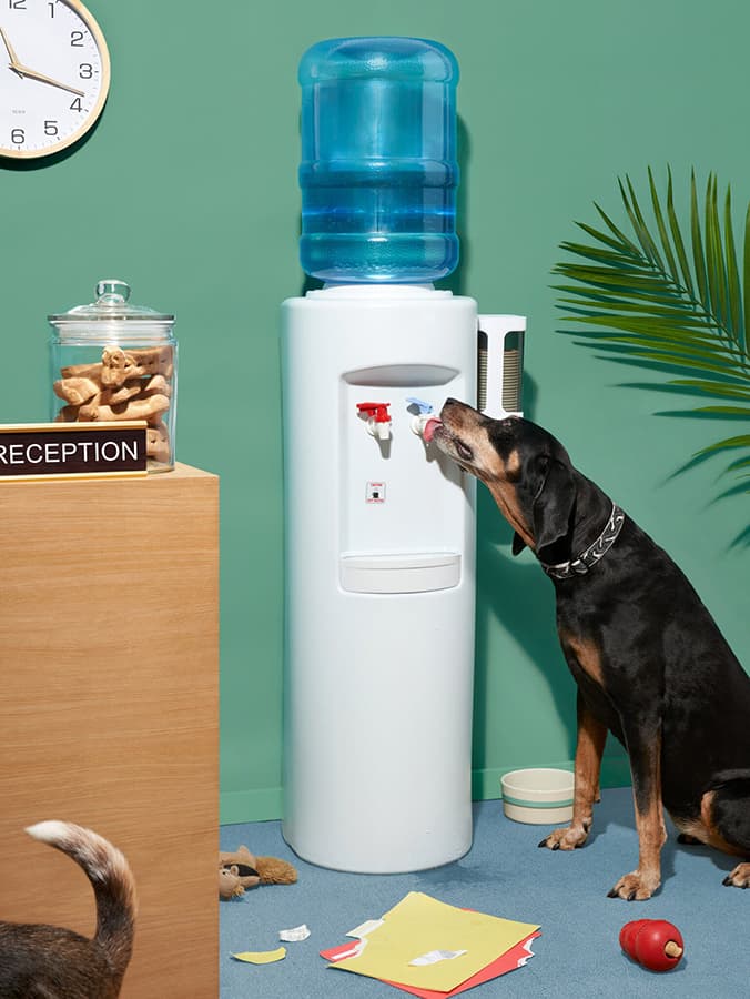 12 Best Dog-Friendly Companies to Work For