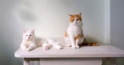 Male vs Female Cats: Which Cat Should I Adopt?