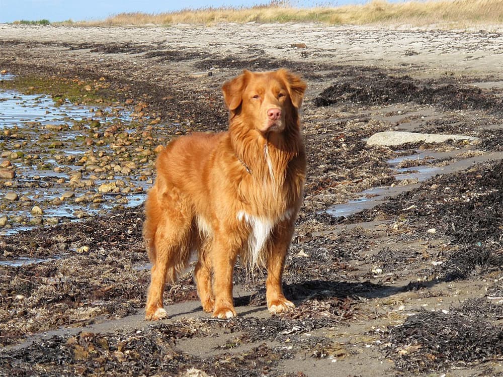 nova scota duck tolling retriever on shoreline
