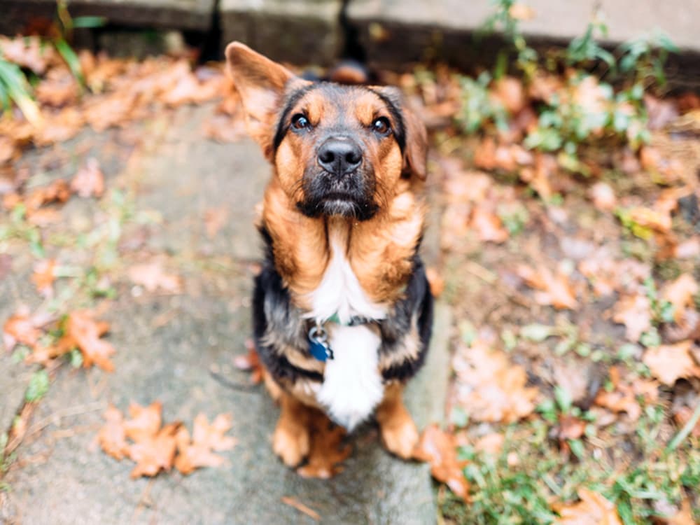 German Shepherd / Corgi mix