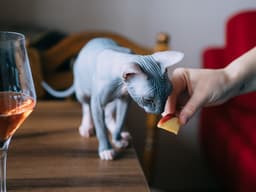 Can Cats Eat Apples?
