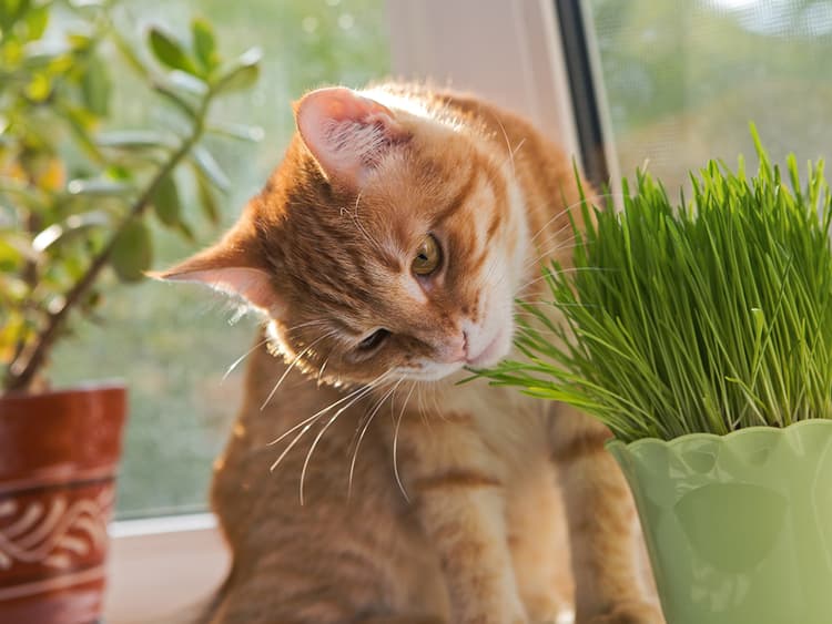 What Is Cat Grass, and Why Do Cats Love It?