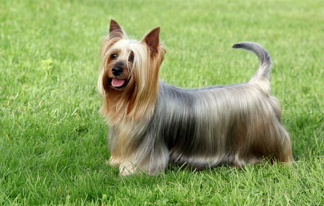 Silky Terrier