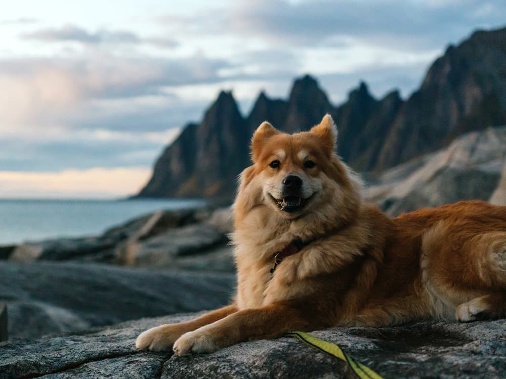 Icelandic Sheepdog