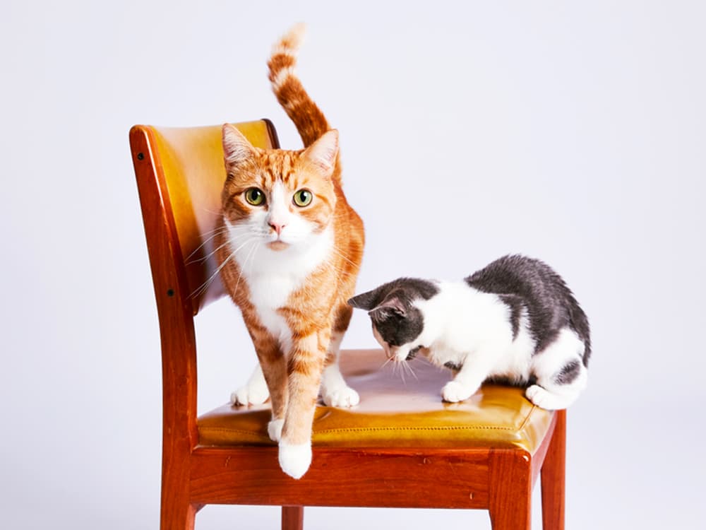 Welcome to the Jungle: How to Introduce a New Cat to Your Pets