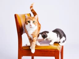 Welcome to the Jungle: How to Introduce a New Cat to Your Pets