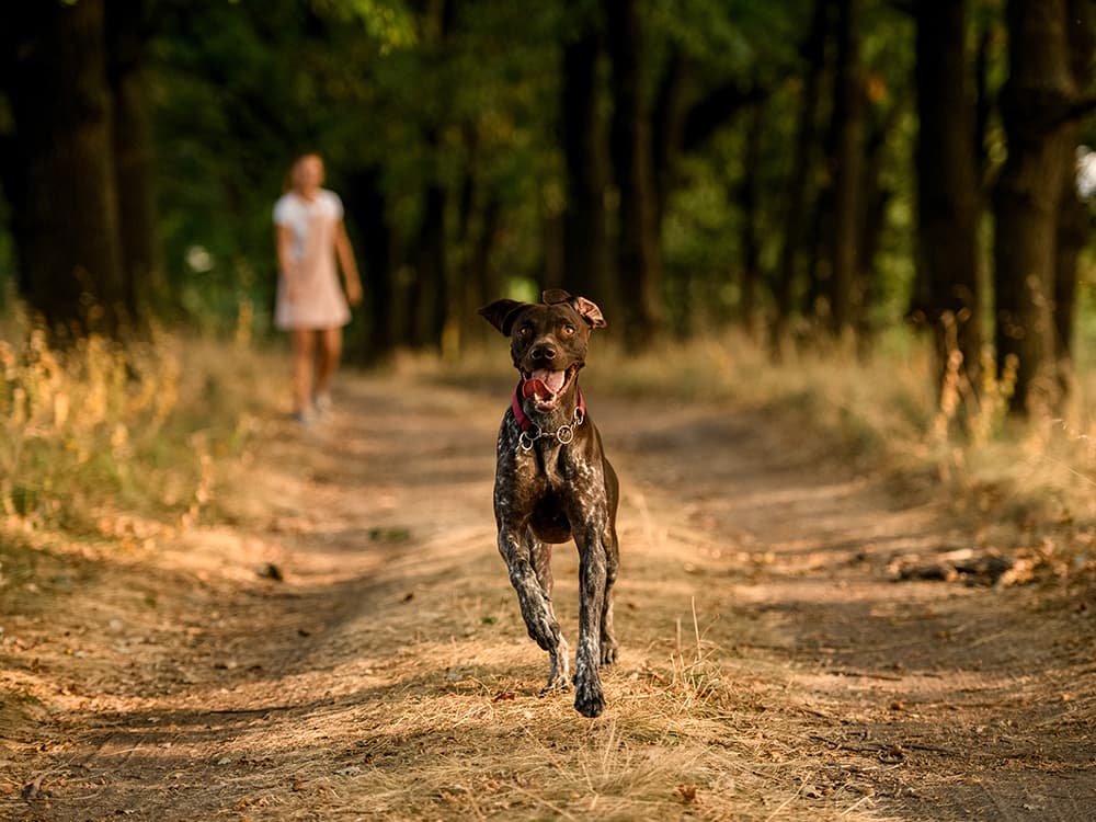 “How Do I Get My Dog to Come When Called?”