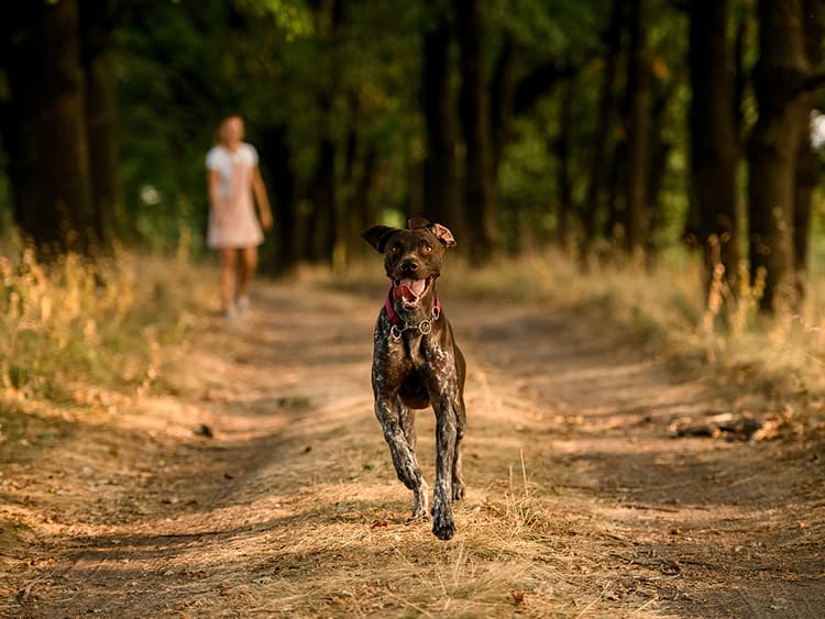 “How Do I Get My Dog to Come When Called?”