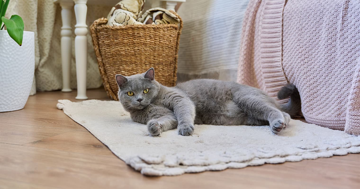 Advice on How to Cat-Proof Your House