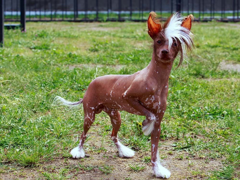 chinese crested