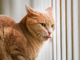 Why Does My Cat Drool?